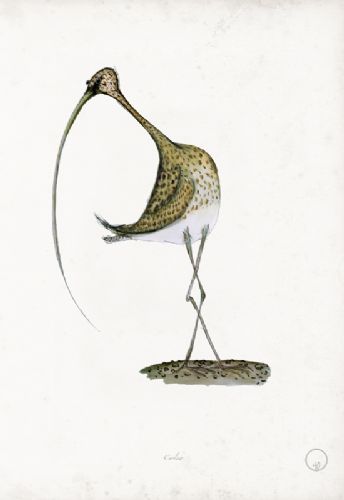 Curlew - artist signed print